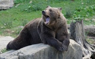 Биткоин быки теряют силы